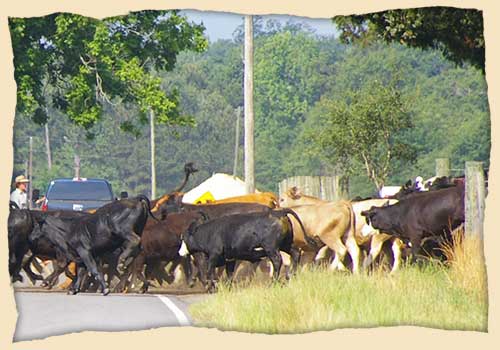 Cattle for sale at Seward Farms Corn Maze near Mobile, Alabama