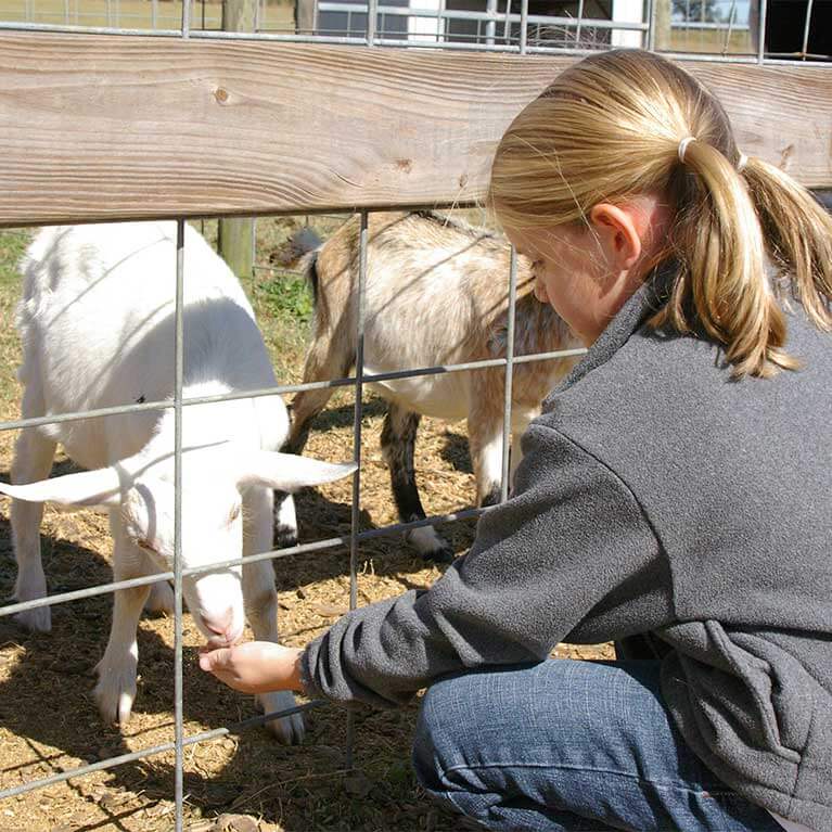 Make some fuzzy goat friends at Seward Farms in Lucedale, MS.