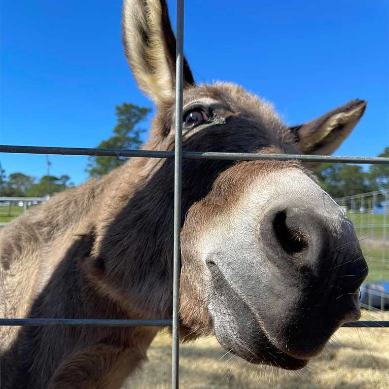 Meet and greet with our fuzzy farm friends at our petting zoo area!