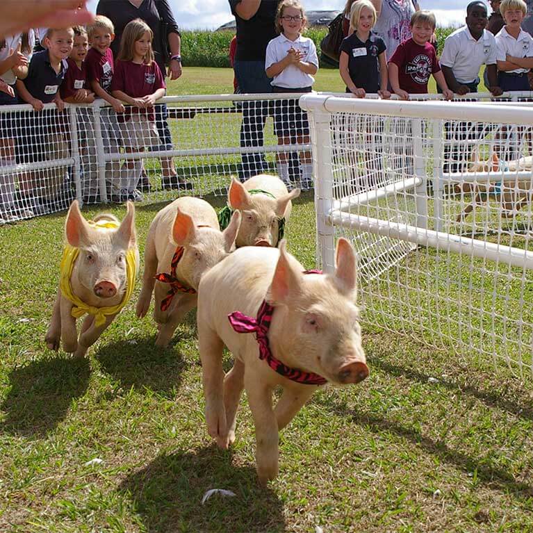 Watch our pigs race around the track for a delicious snack!